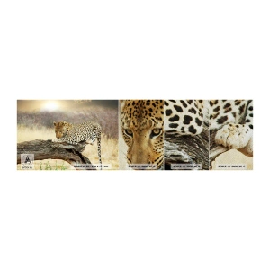Mostră tapet Premium Sand - Mă duc pe drumul meu - Animale, leopard, Africa - 100x30 cm