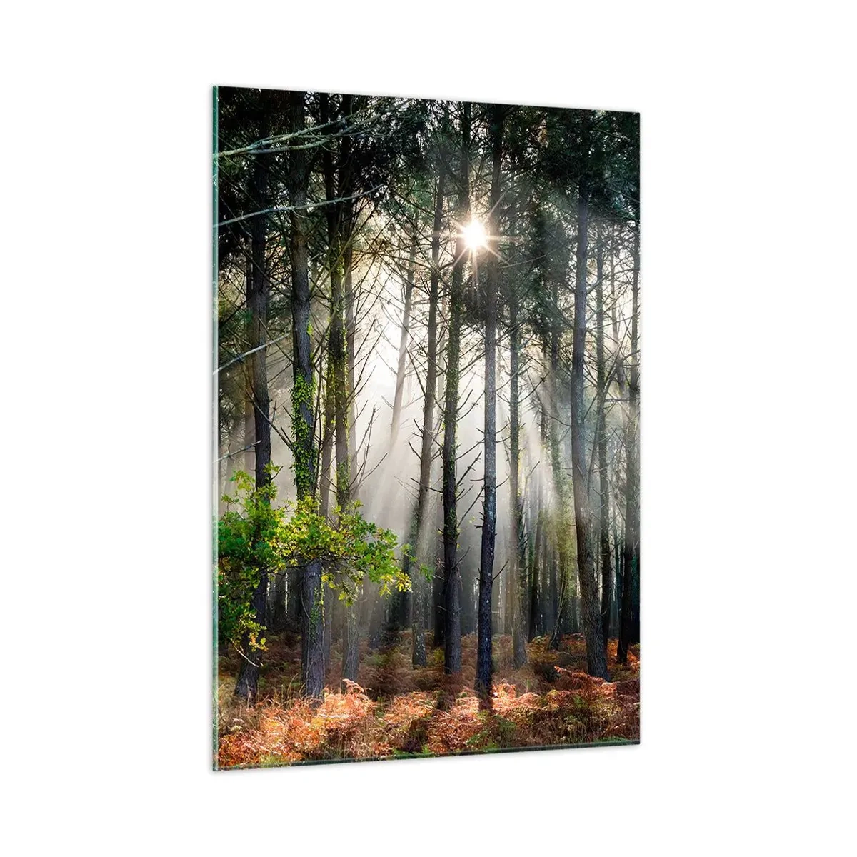 Tablou pe sticlă - Pădure sălbatică - 50x70 cm