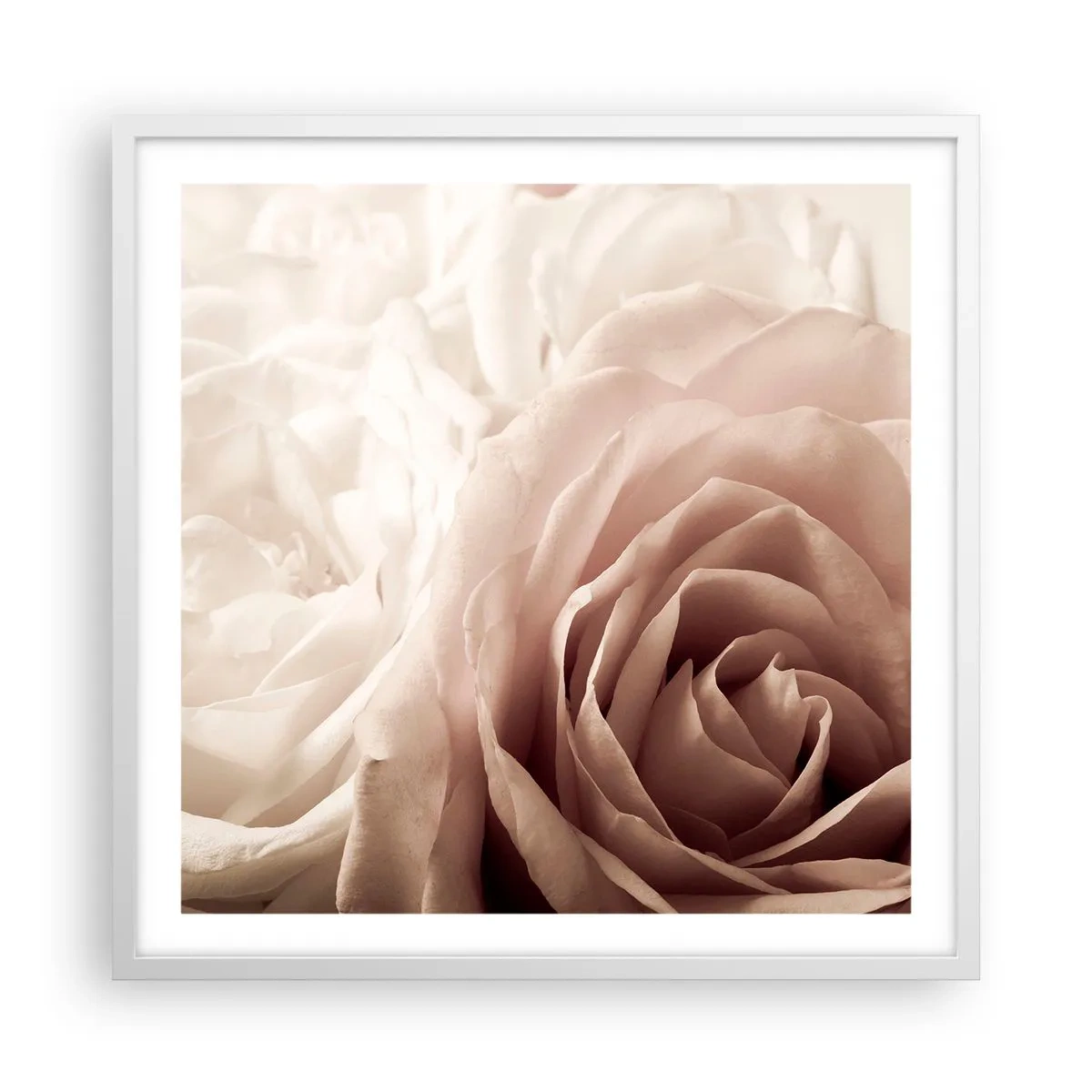 Poster în ramă albă - În inima unui trandafir - 60x60 cm