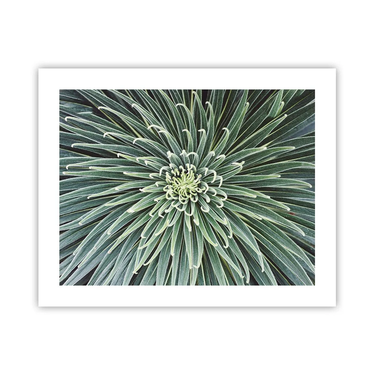 Poster - Nașterea unei stele - 50x40 cm