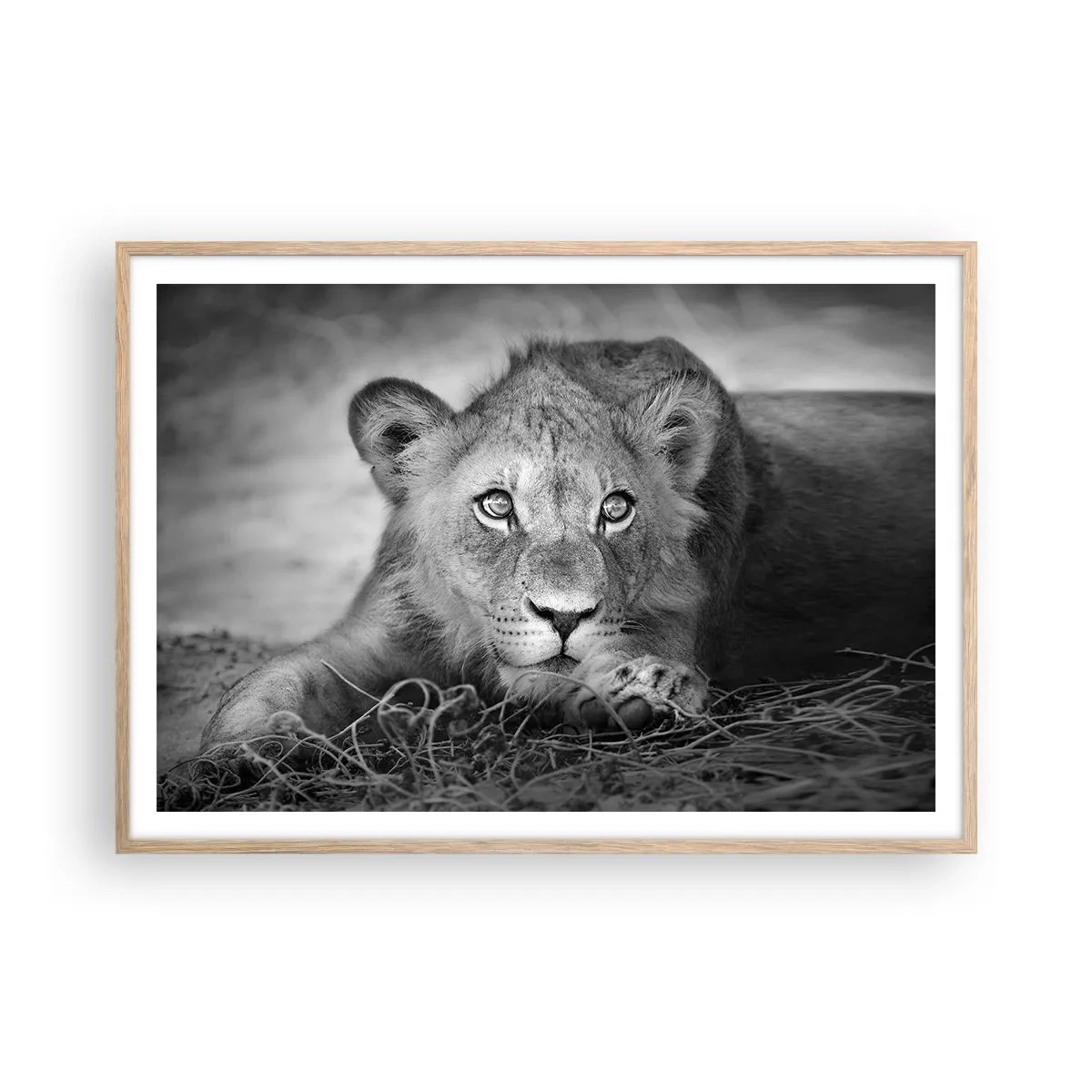 Poster în ramă de stejar deschis - Pisicuța regală - 100x70 cm