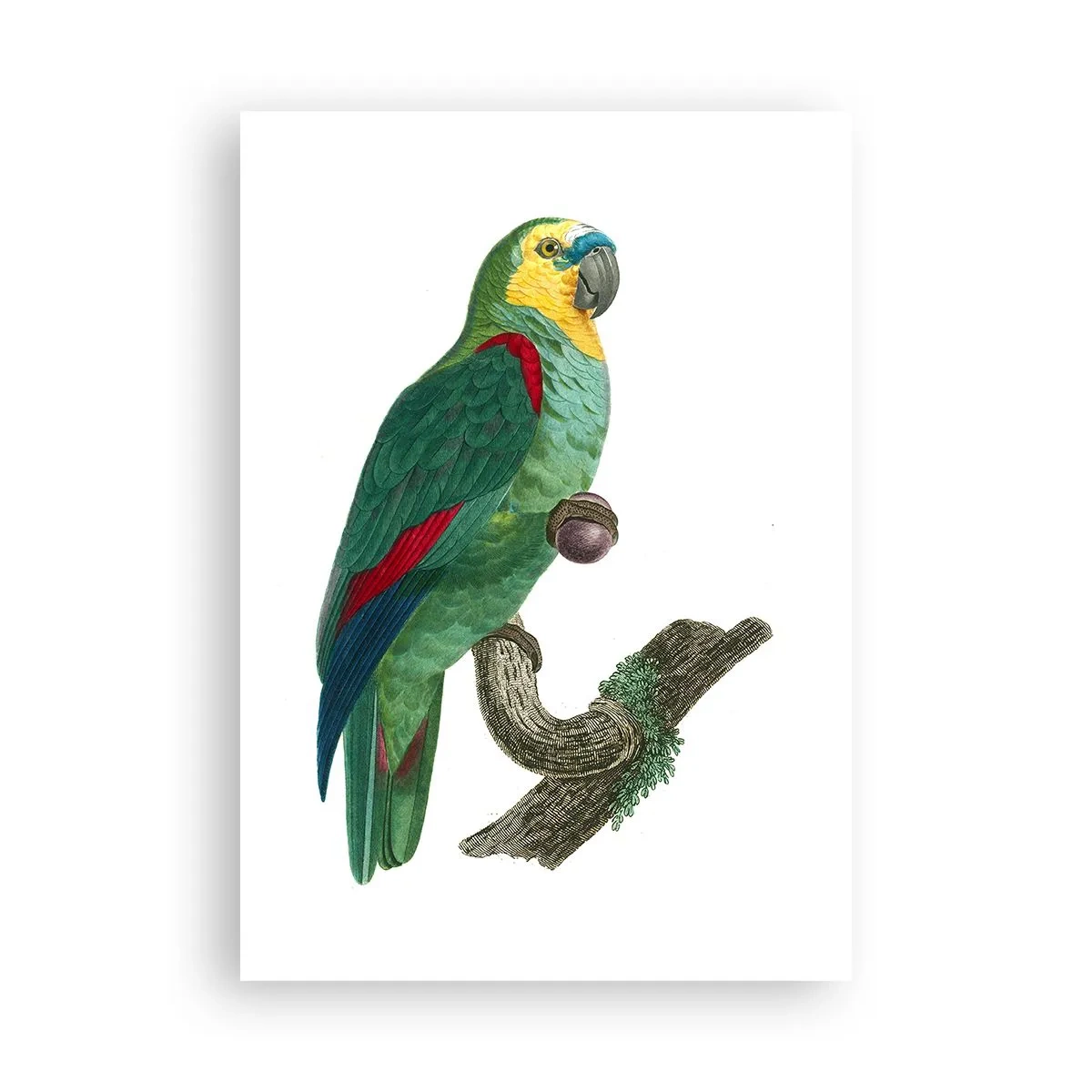 Poster - Portret de papagal - 70x100 cm