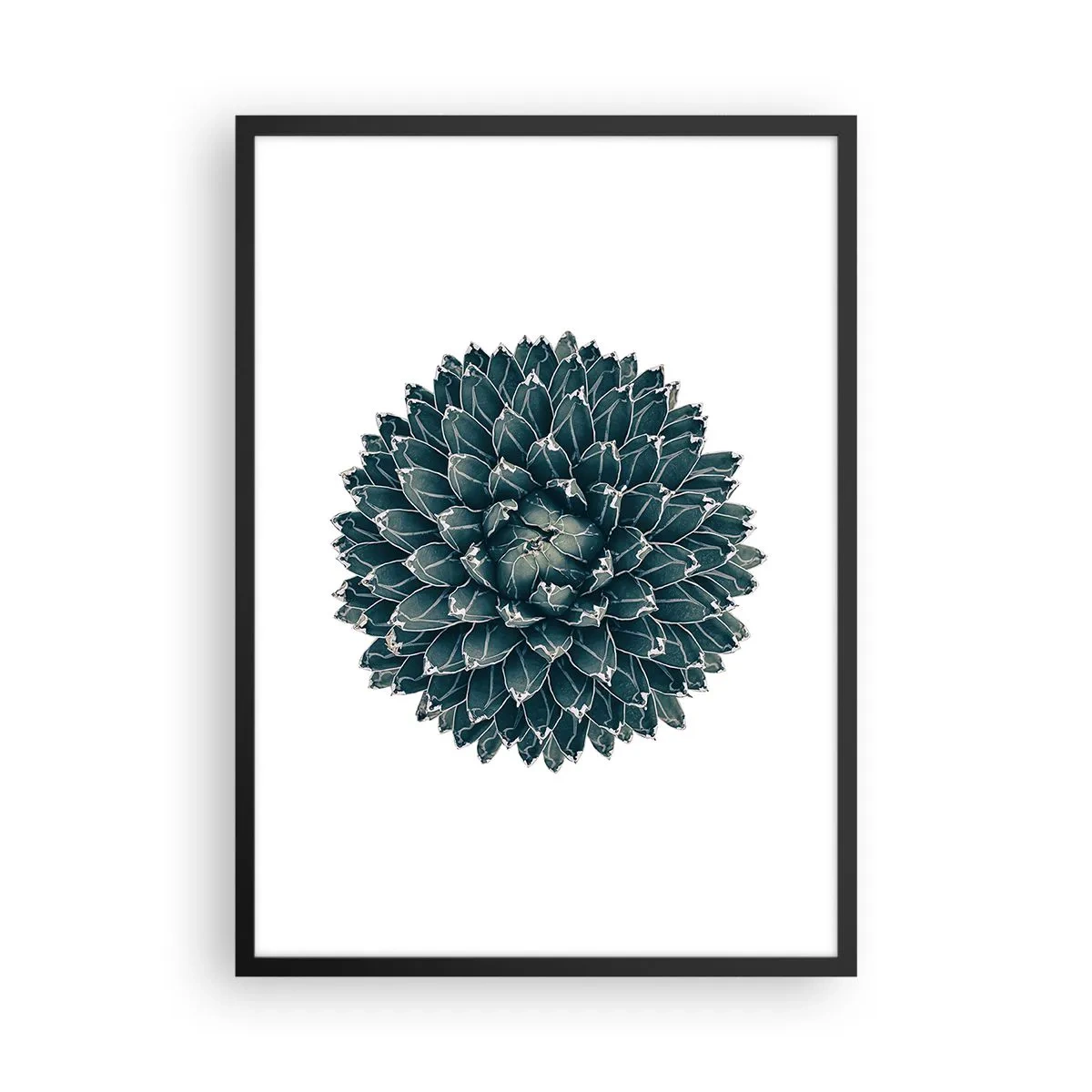 Poster în ramă neagră - Detaliu al unei suculente cu un aranjament simetric de frunze - 50x70cm - Steaua deșertului - Decorațiune modernă pentru perete pentru living și dormitor ARTTOR