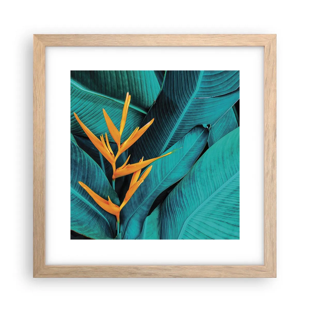 Poster în ramă de stejar deschis - Floarea Edenului - 30x30 cm