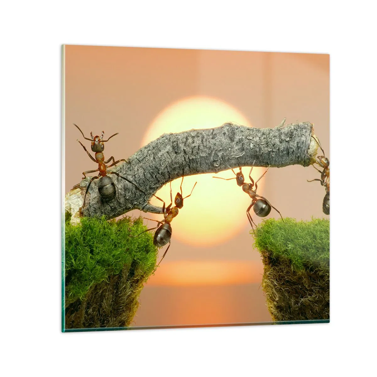 Tablou pe sticlă - Cooperare veselă - 60x60 cm