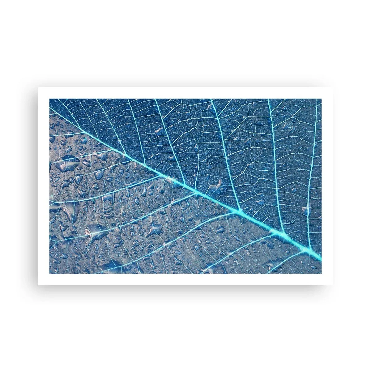 Poster - Viața în albastru - 91x61 cm