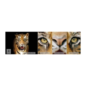 Mostră tapet Premium Sand - Sălbăticia inimii - Animale, Tigru, Prădător - 100x30 cm