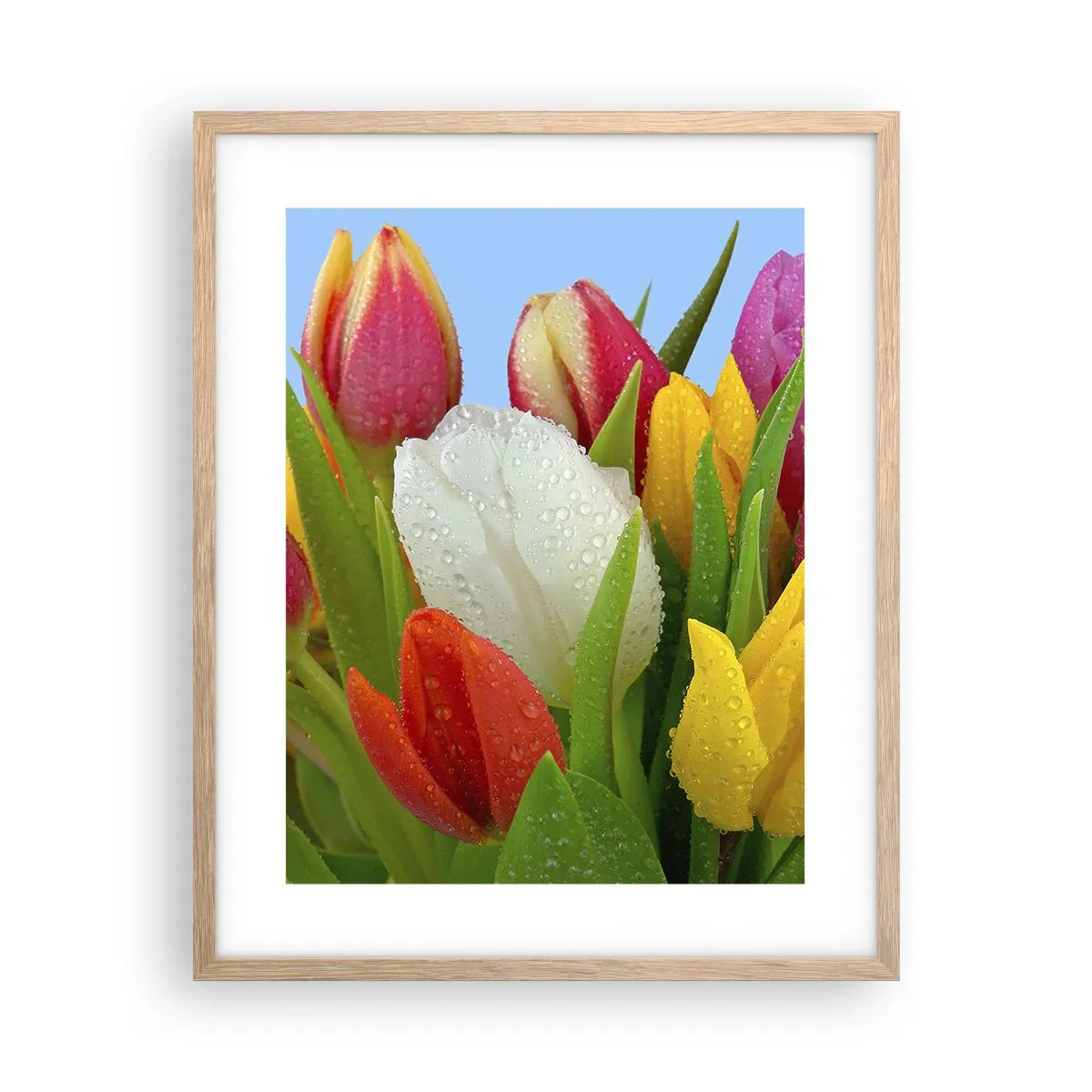 Poster în ramă de stejar deschis - Un curcubeu floral în picături de rouă - 40x50 cm