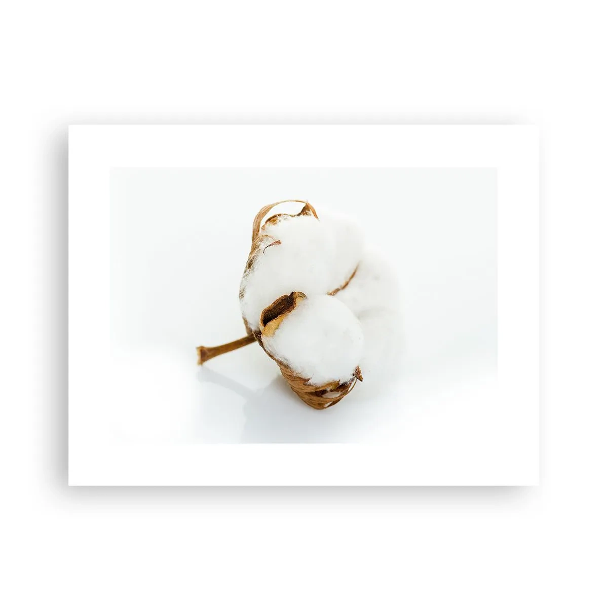 Poster - Moale prin natură - 40x30 cm