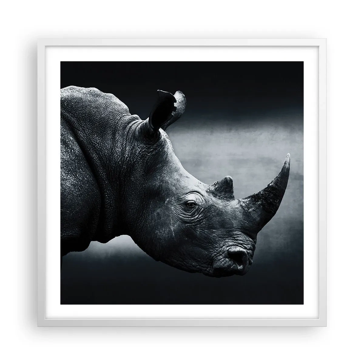 Poster în ramă albă - Profil drept - 60x60 cm