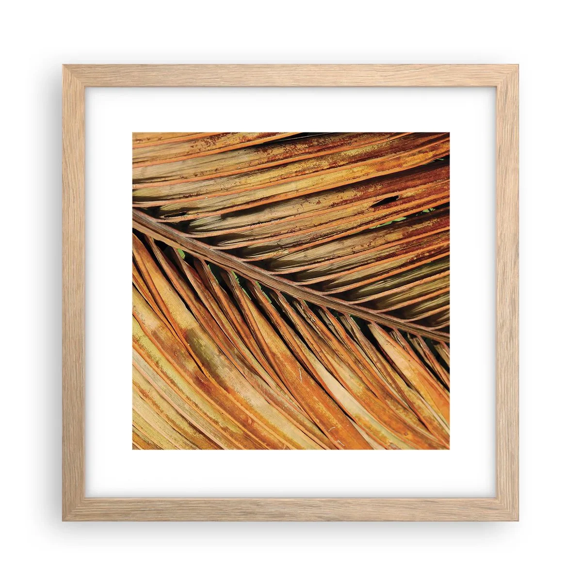 Poster în ramă de stejar deschis - Aur de nucă de cocos - 30x30 cm
