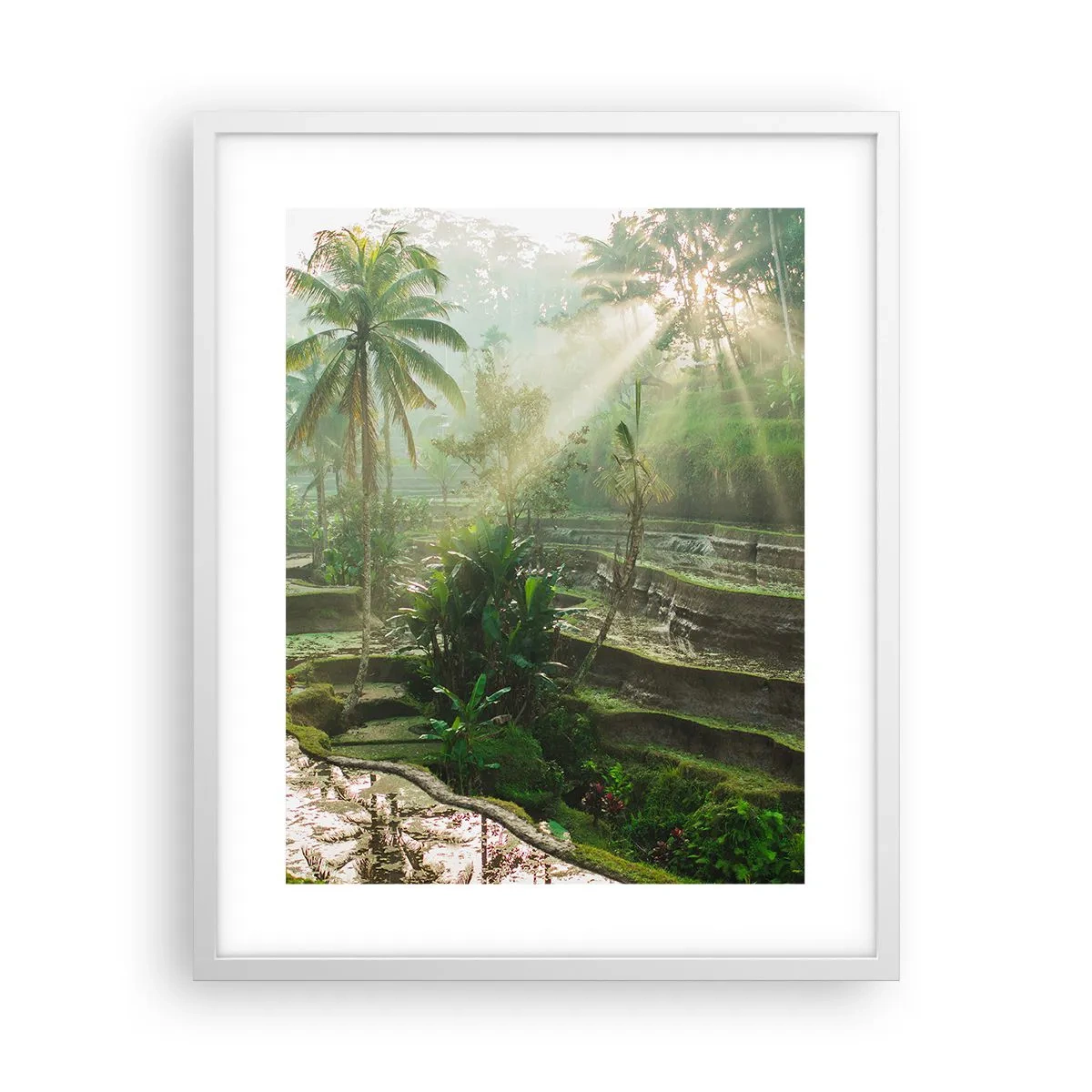 Poster în ramă albă - Crescând la soare - 40x50 cm