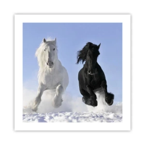 Poster - Galop de alb și negru - 50x50 cm