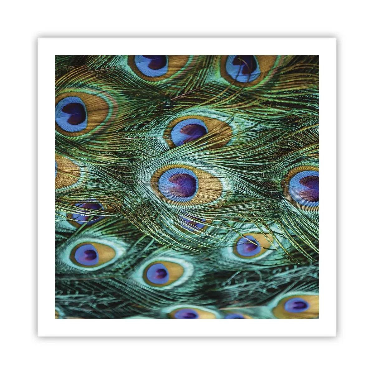 Poster - O privire cu ochi de păun - 60x60 cm