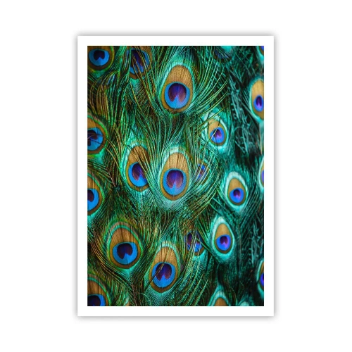 Poster - O privire cu ochi de păun - 70x100 cm