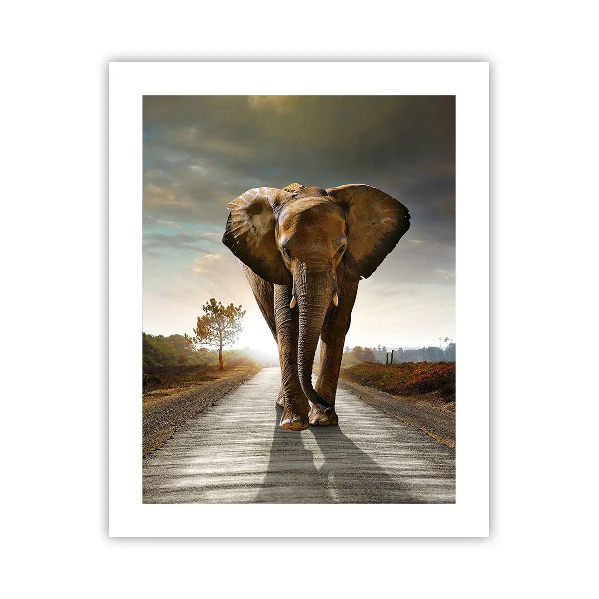 Poster - Și-a pierdut cipicii... - 40x50 cm