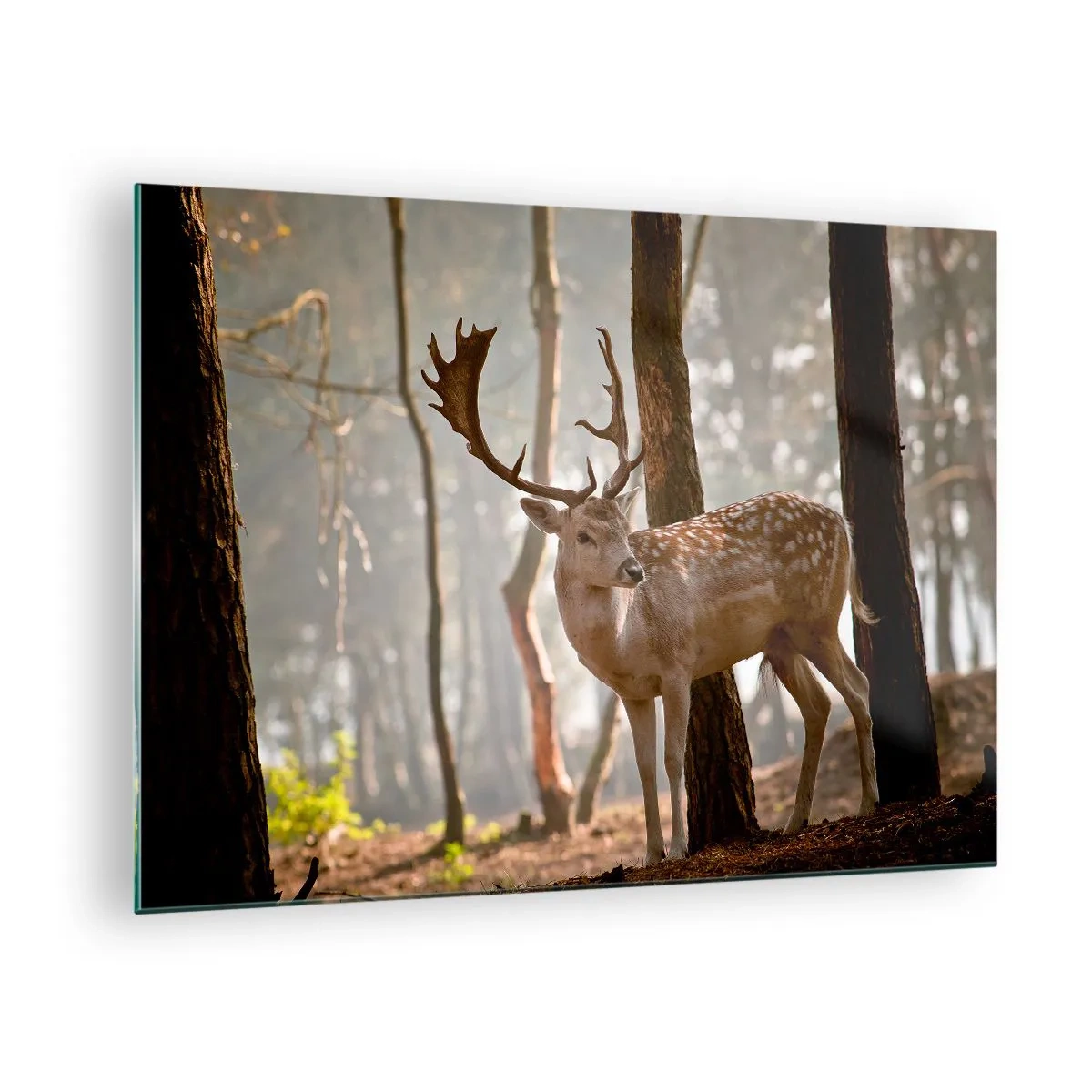Tablou pe sticlă - Un cerb în pădure înconjurat de ceața dimineții - 70x50cm - Lumina tinereții - Decorațiune modernă pentru perete pentru living și dormitor ARTTOR