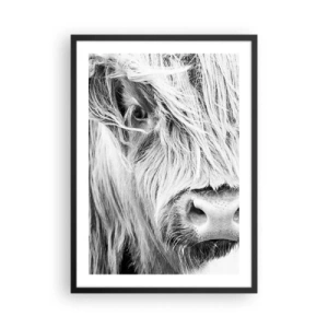 Poster în ramă neagră - Un portret alb-negru în prim-plan al unei vaci scoțiene din rasa Highland. - 50x70cm - Sălbăticie scoțiană - Decorațiune modernă pentru perete pentru living și dormitor ARTTOR