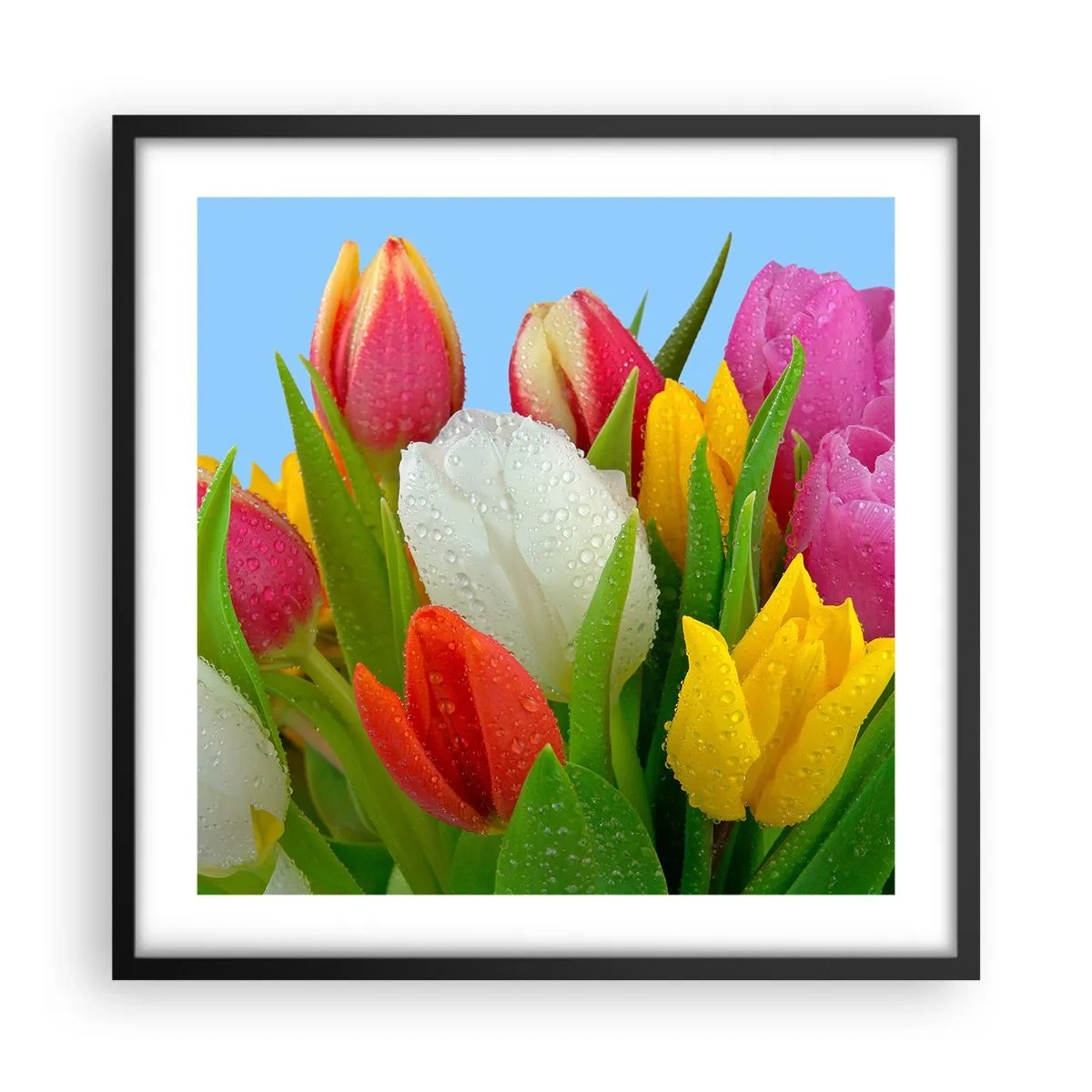 Poster în ramă neagră - Un curcubeu floral în picături de rouă - 50x50 cm