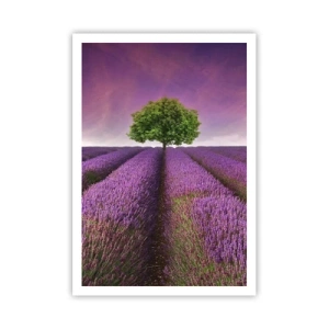 Poster - În câmpurile de lavandă - 70x100 cm