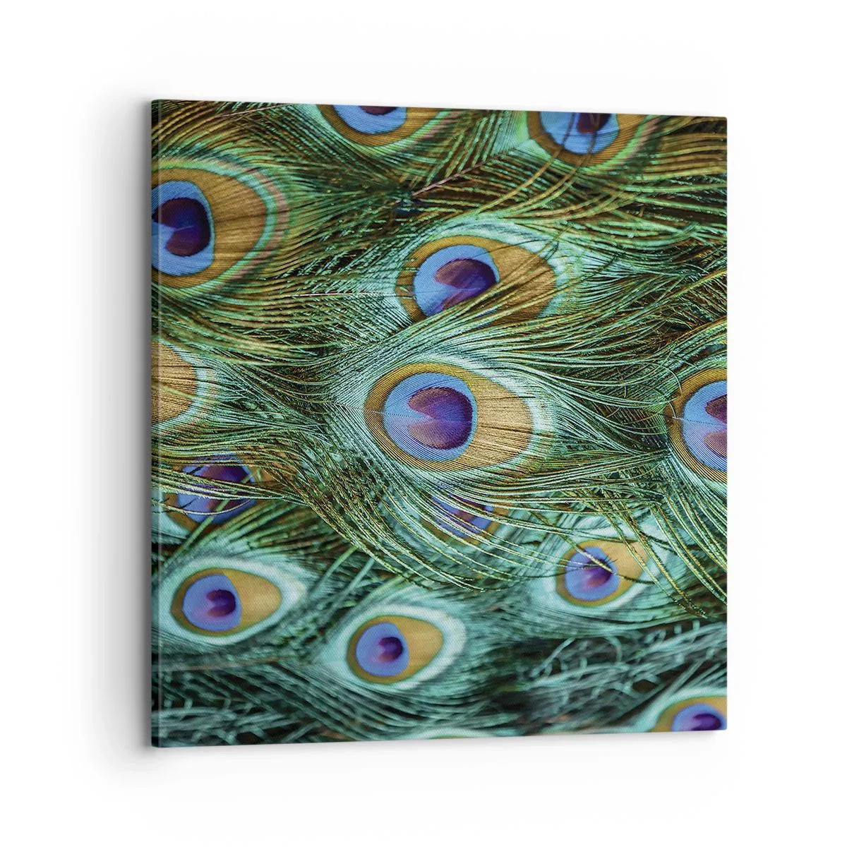 Tablou pe pânză - O privire cu ochi de păun - 70x70 cm