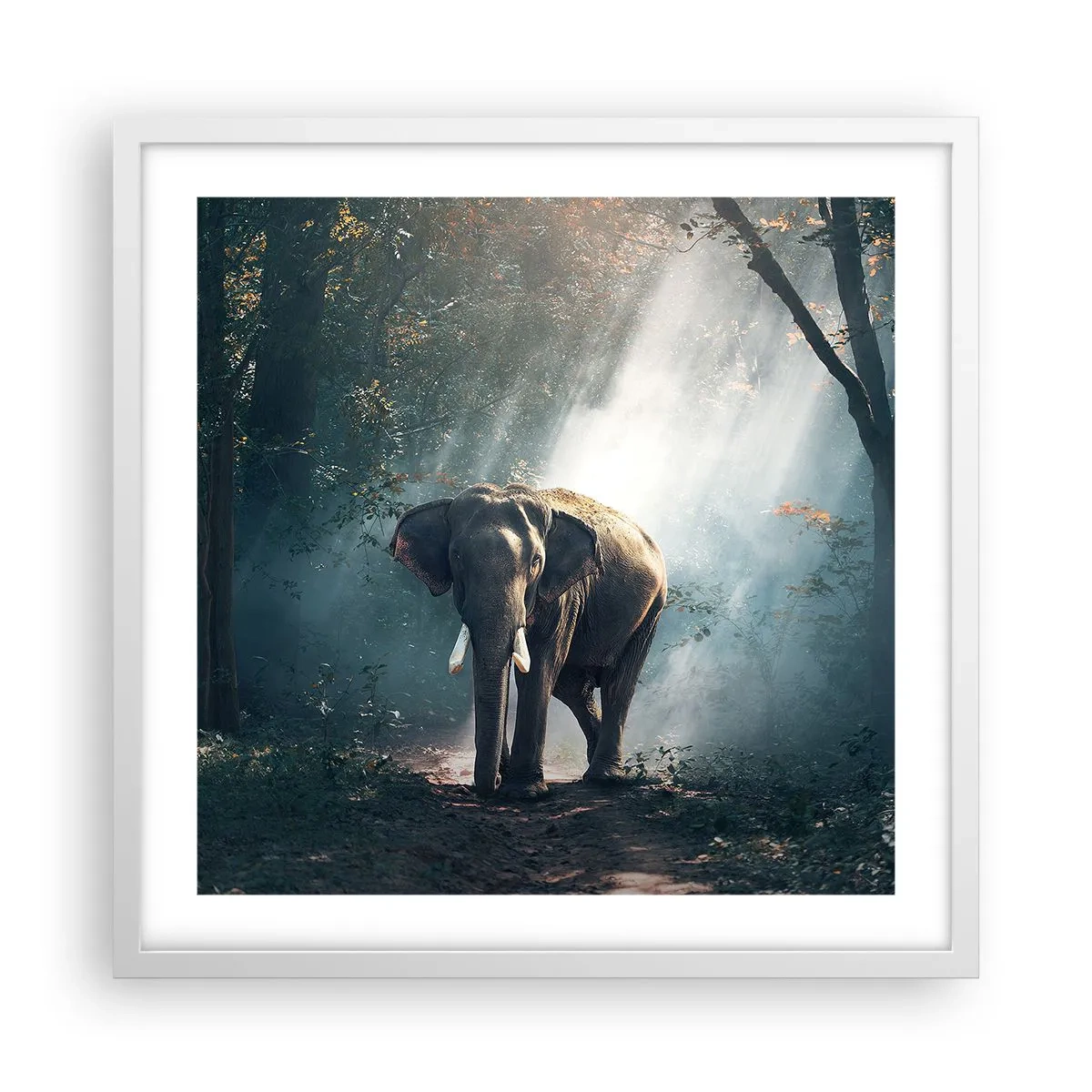 Poster în ramă albă - O plimbare liniștită - 50x50 cm