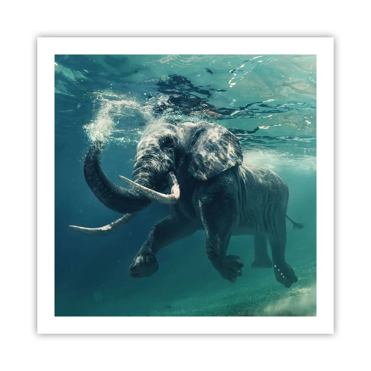 Poster - Tuturor le place să înoate - 60x60 cm