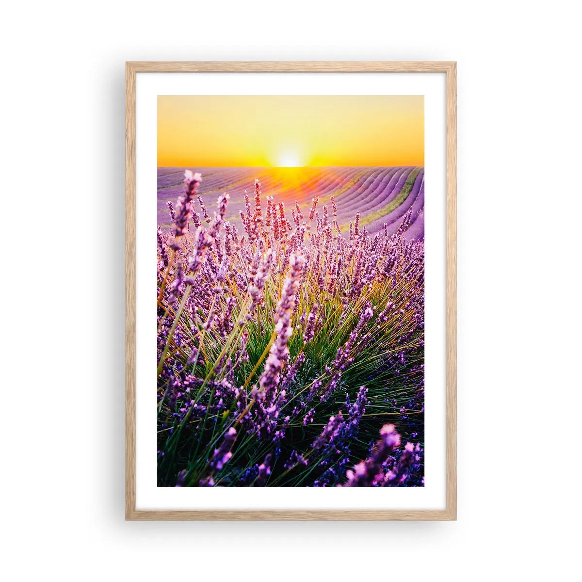 Poster în ramă de stejar deschis - Câmpul parfumat - 50x70 cm