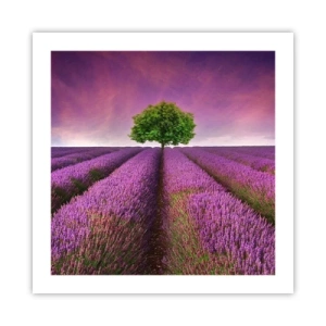 Poster - În câmpurile de lavandă - 50x50 cm