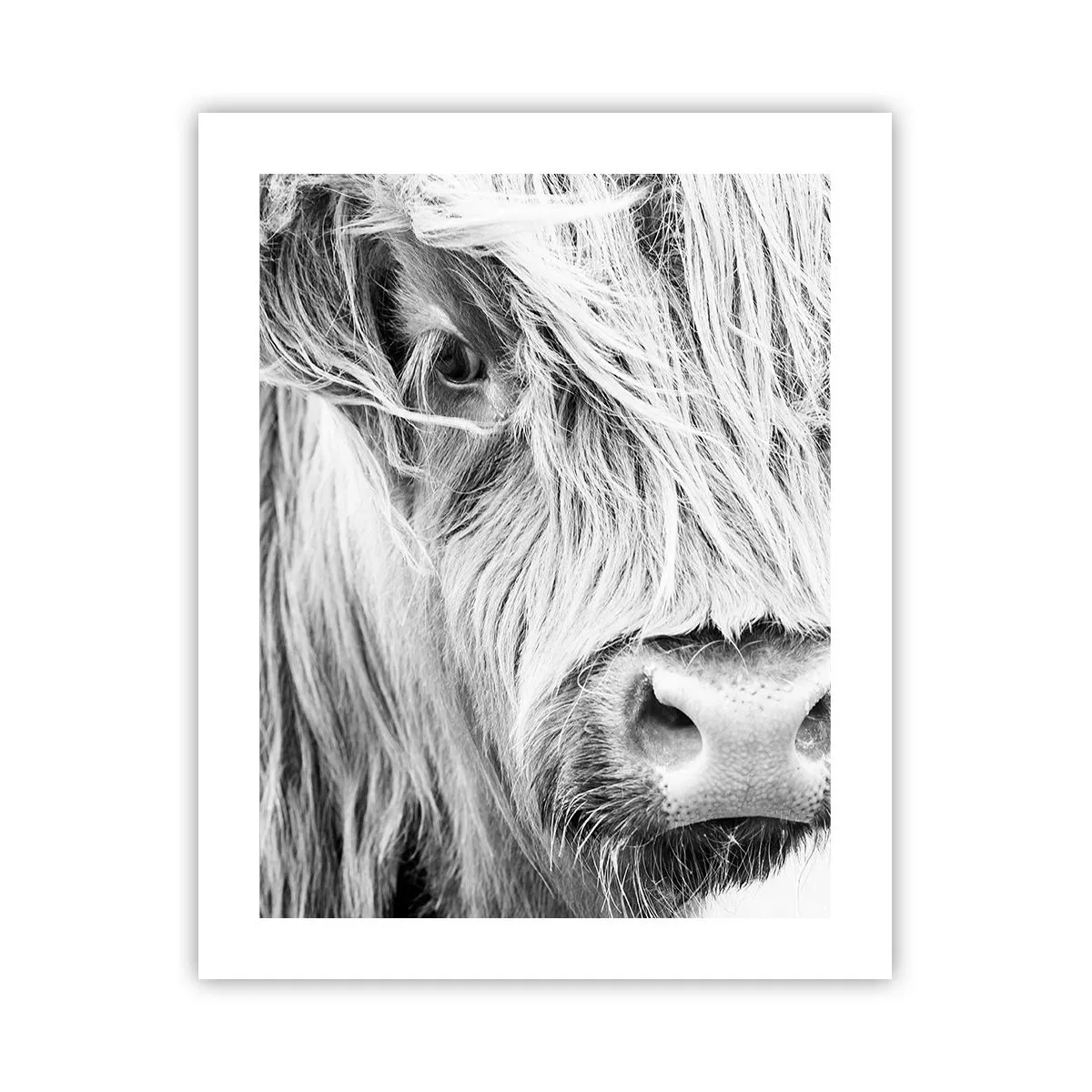 Poster - Sălbăticie scoțiană - 40x50 cm