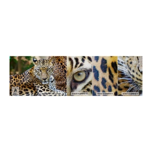 Mostră tapet Premium Canvas - Sălbatic și liniștit - Animale, leopard, Africa - 100x30 cm