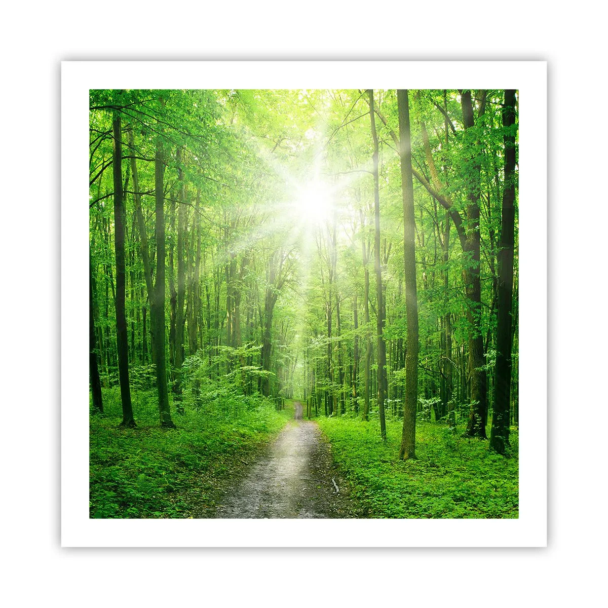 Poster - Catedrala verde - 60x60 cm