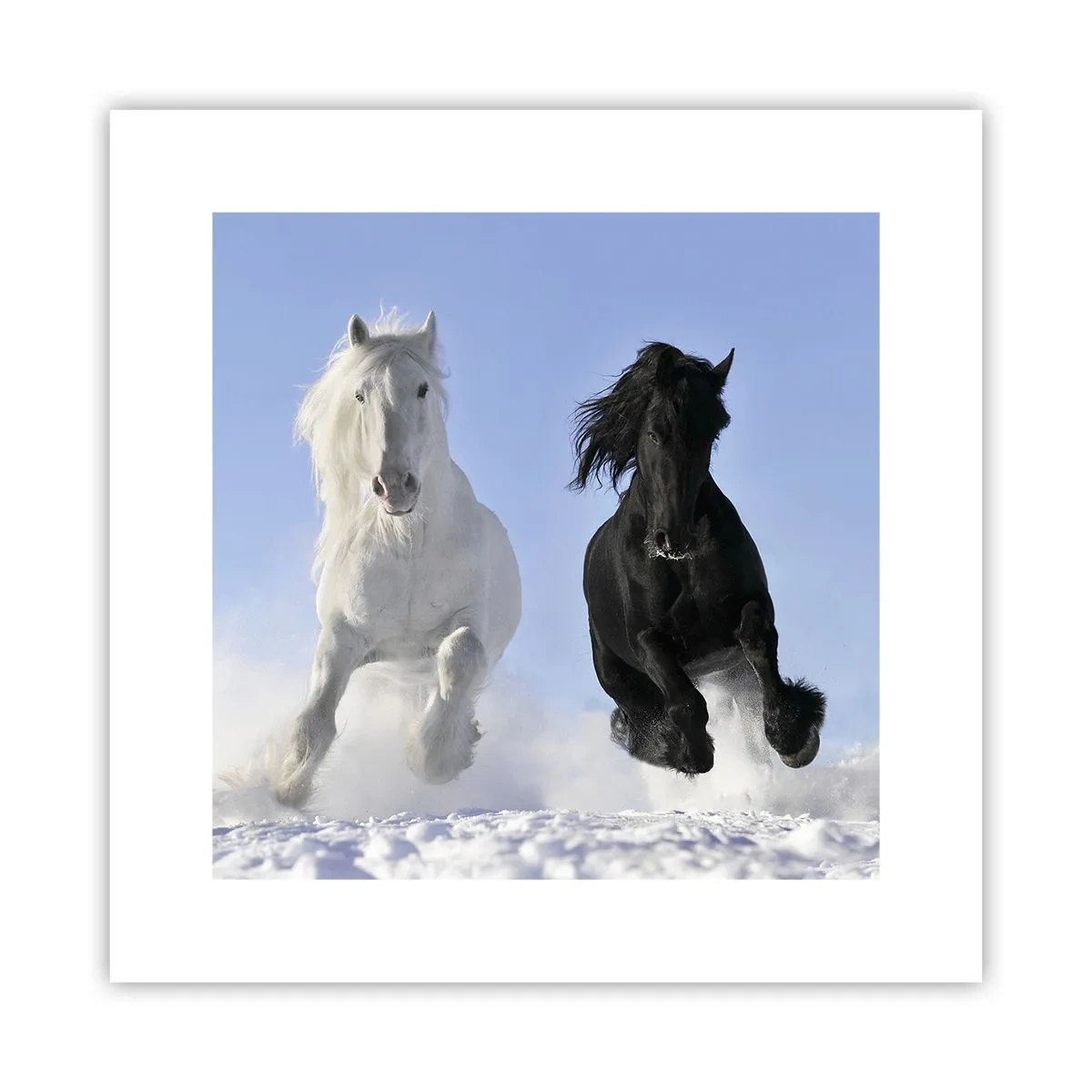 Poster - Galop de alb și negru - 30x30 cm