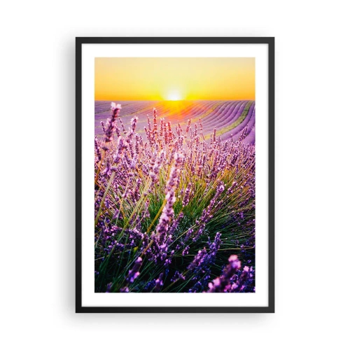 Poster în ramă neagră - Un câmp de lavandă iluminat de razele soarelui care apune - 50x70cm - Câmpul parfumat - Decorațiune modernă pentru perete pentru living și dormitor ARTTOR