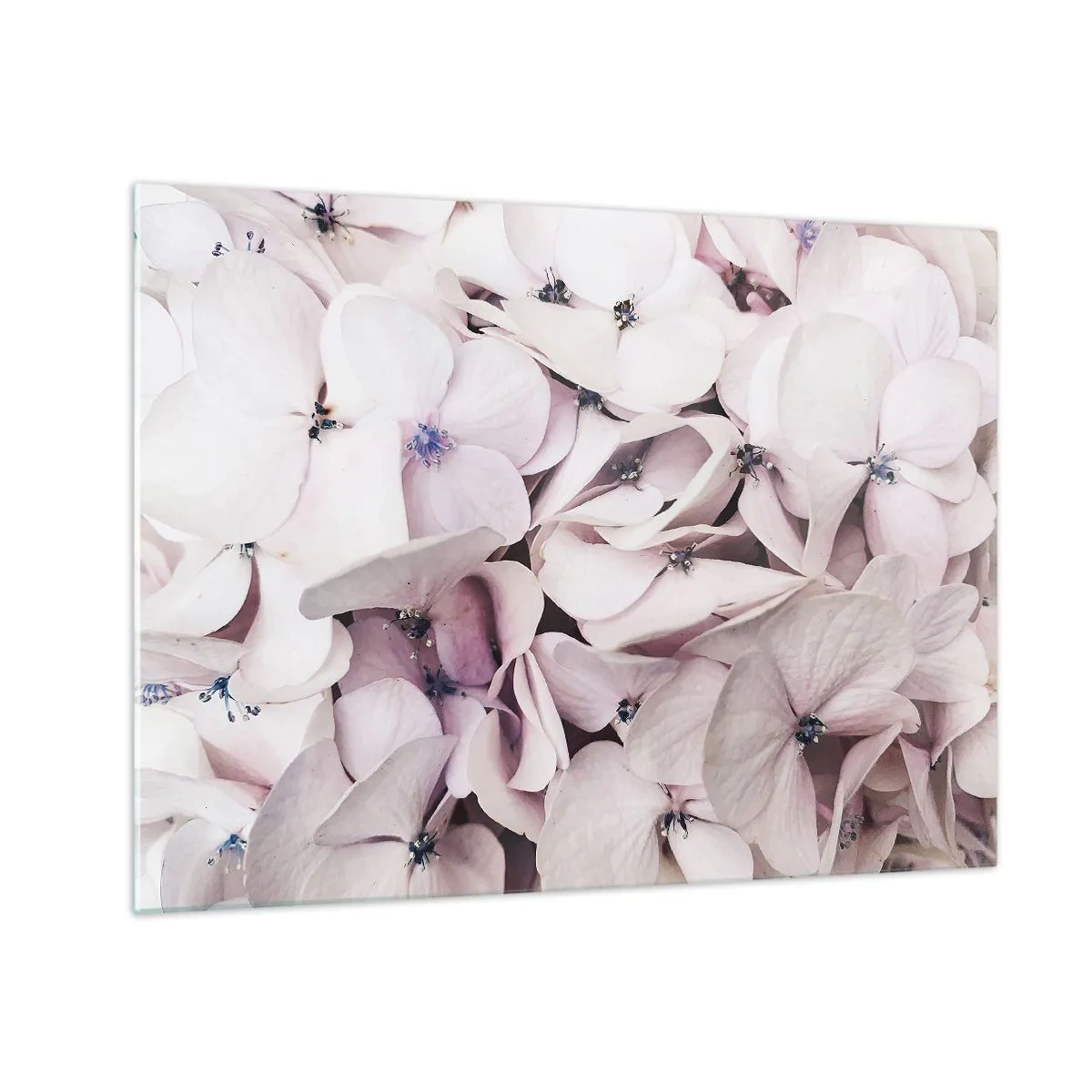 Tablou pe sticlă - Hortensii roz deschis delicate în prim-plan - 70x50cm - Într-un potop de flori - Decorațiune modernă pentru perete pentru living și dormitor ARTTOR