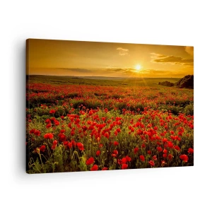 Tablou pe pânză Canvas - Un câmp de maci roșii în strălucirea soarelui care apune - 70x50cm - Printre valuri de pajiști care zumzăie, printre potop de flori - Decorațiune modernă pentru perete pentru living și dormitor ARTTOR