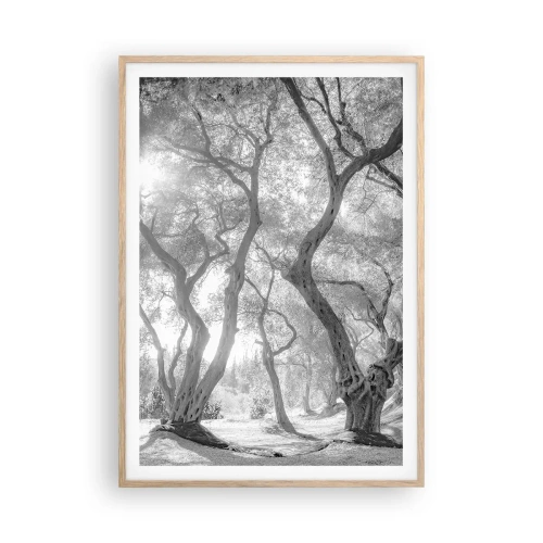 Poster în ramă de stejar deschis - Într-o livadă de măslini - 70x100 cm