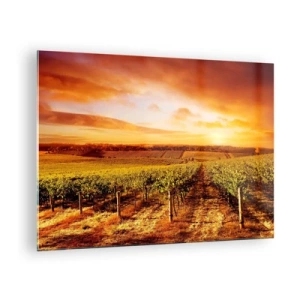 Tablou pe sticlă - Viță de vie într-un câmp la apus - 70x50cm - Cu un iz de fructe, cu o notă de soare - Decorațiune modernă pentru perete pentru living și dormitor ARTTOR