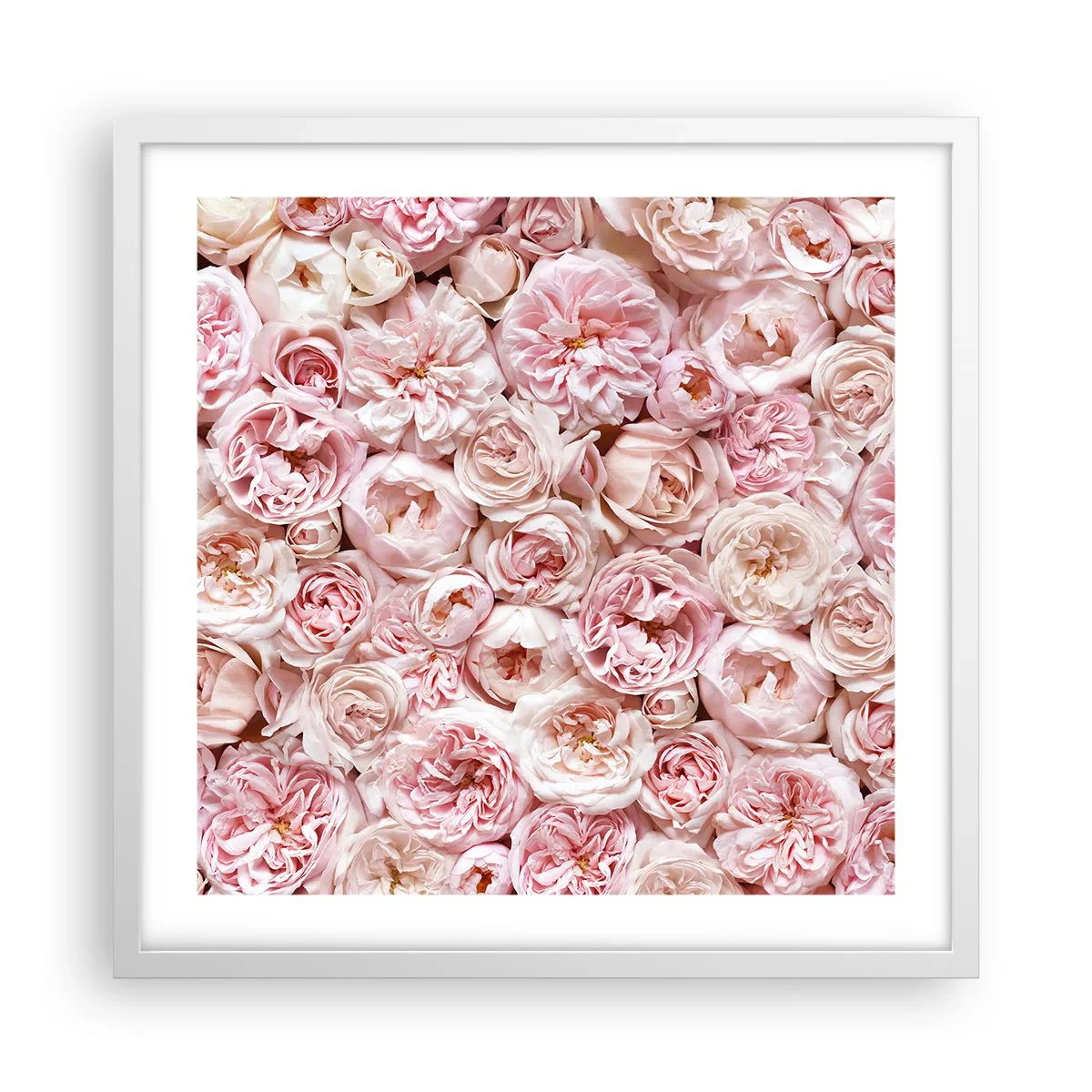 Poster în ramă albă - Presărat cu trandafiri - 50x50 cm