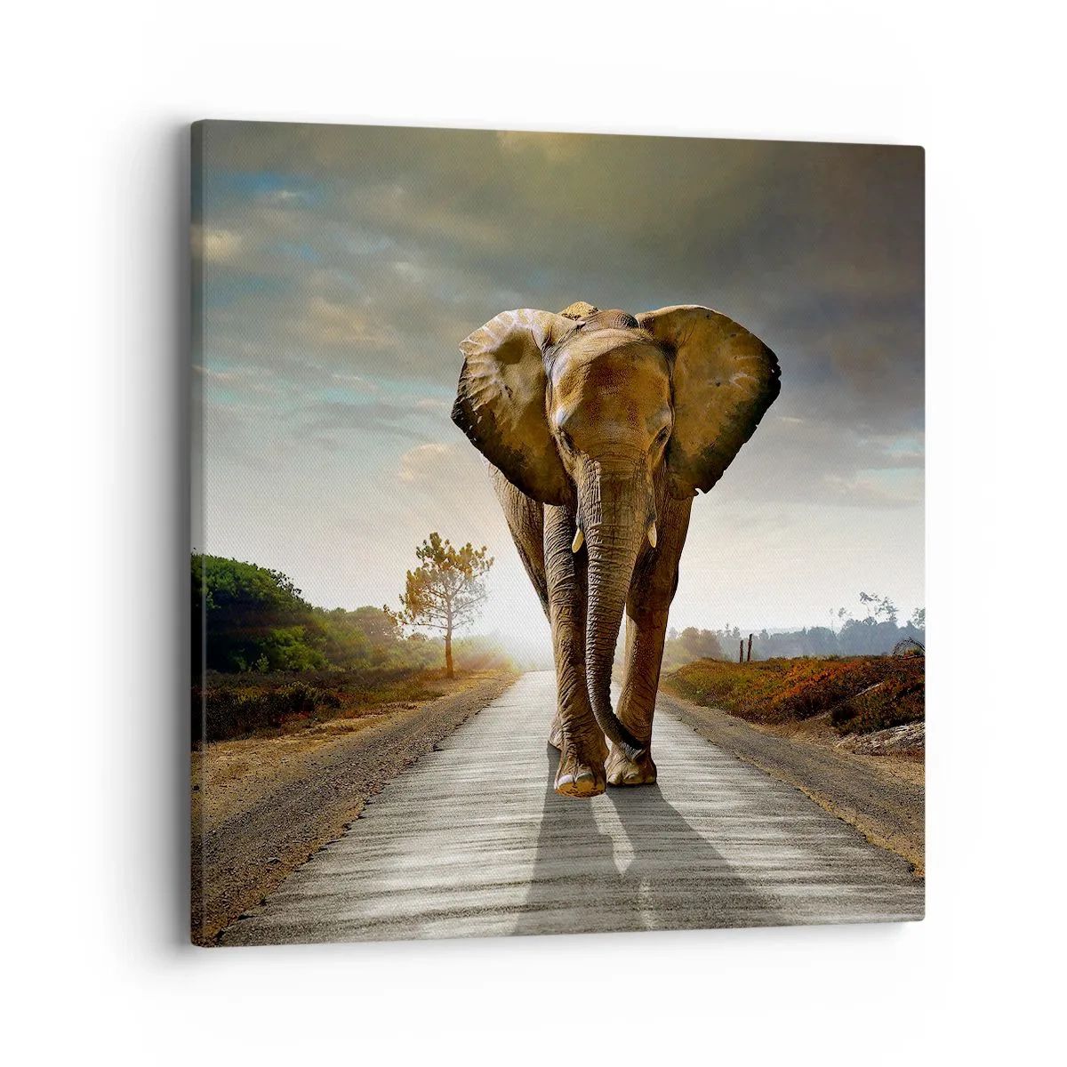 Tablou pe pânză - Și-a pierdut cipicii... - 40x40 cm