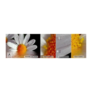 Mostră tapet Premium Sand - Răsăritul soarelui al Margaretei - Floare, Muşeţel, Natură - 100x30 cm