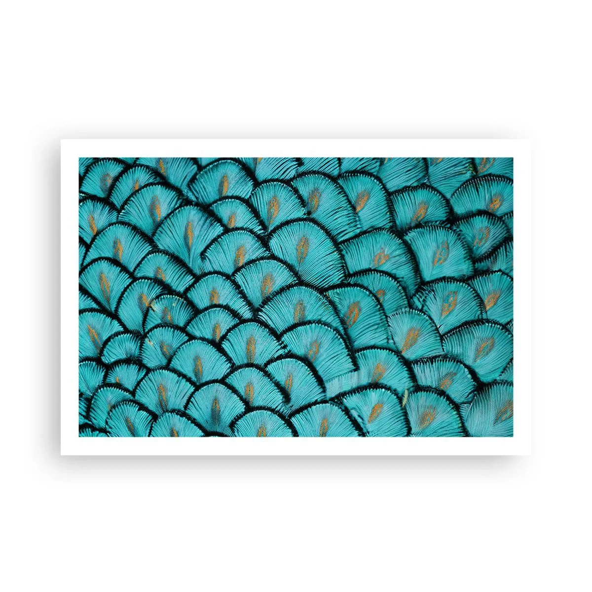 Poster - Marea gală a penelor - 91x61 cm
