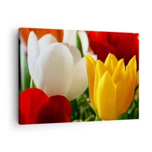 Tablou pe pânză Canvas - Prim-plan cu lalele colorate pe un fundal de primăvară - 70x50cm - Goana după lalele - Decorațiune modernă pentru perete pentru living și dormitor ARTTOR