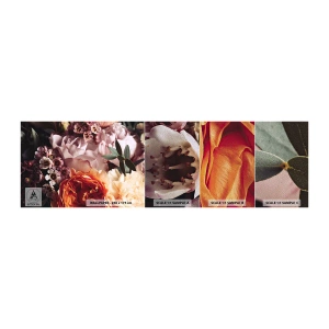 Mostră tapet Premium Sand - Înghesuite în frumusețe - Flori, Buchet de flori, Trandafir - 100x30 cm