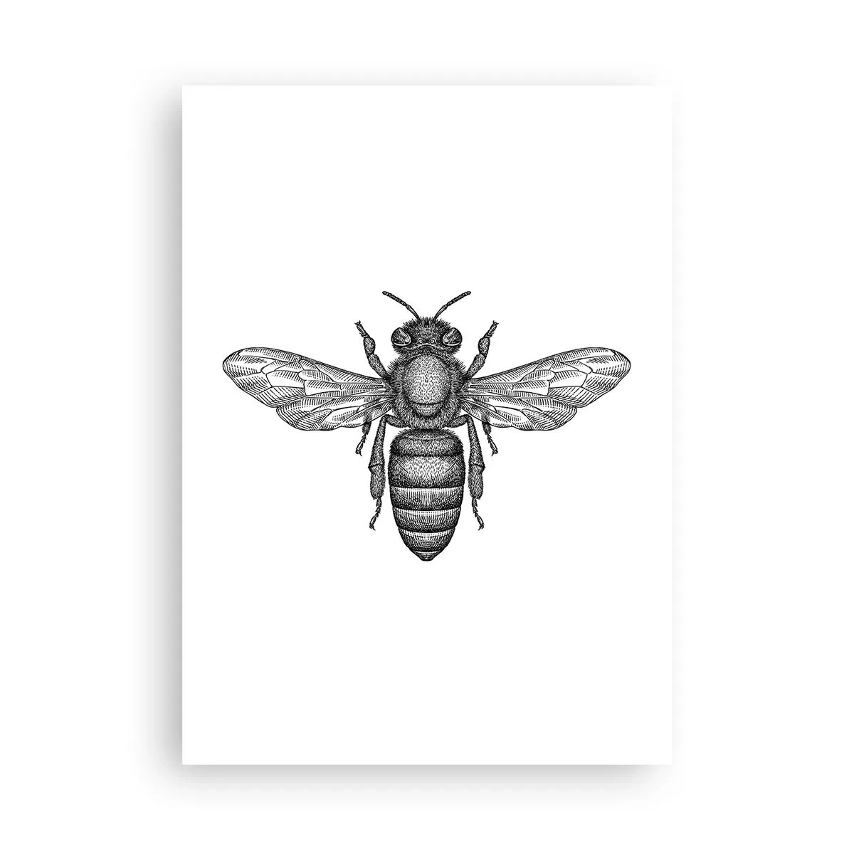 Poster - Portret de insectă - 50x70 cm