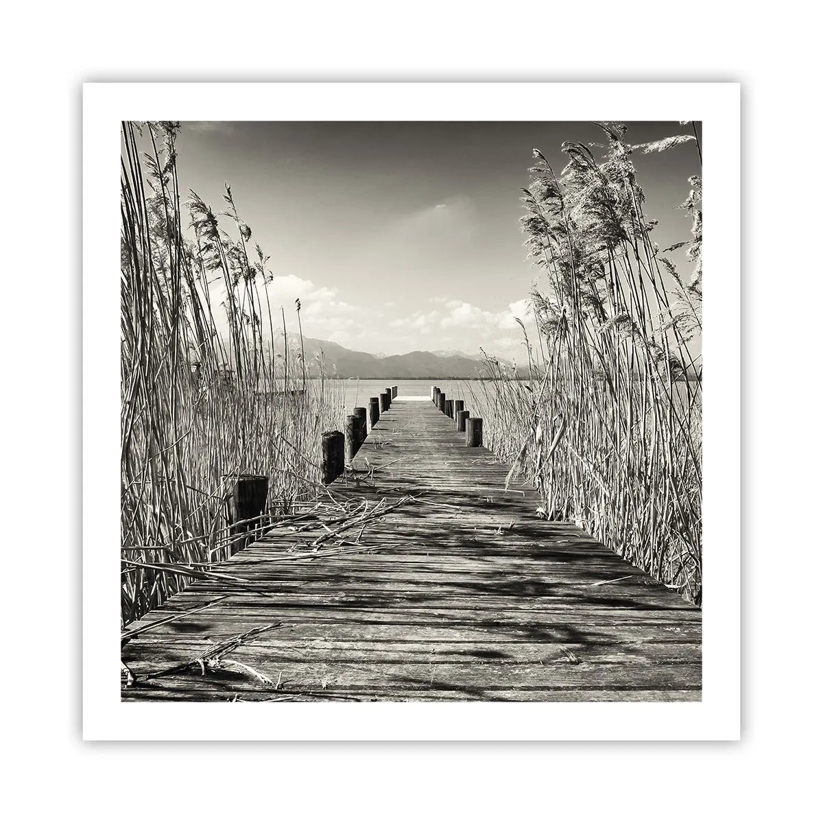 Poster - În intimitatea ierburilor - 60x60 cm