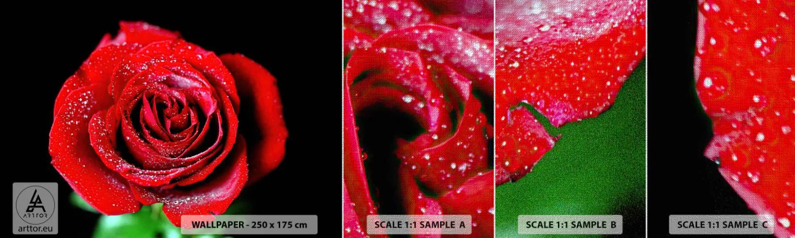 Mostră tapet Premium Canvas - Pur și simplu dragoste - Flori, Trandafir roșu, Petale de trandafir - 100x30 cm