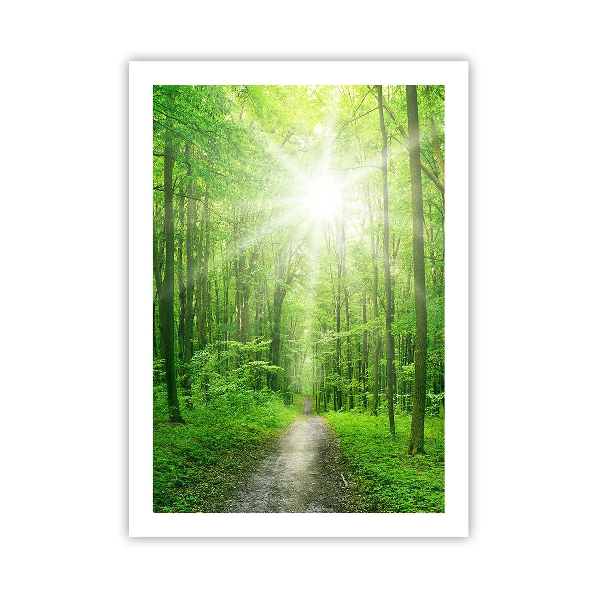 Poster - Catedrala verde - 50x70 cm