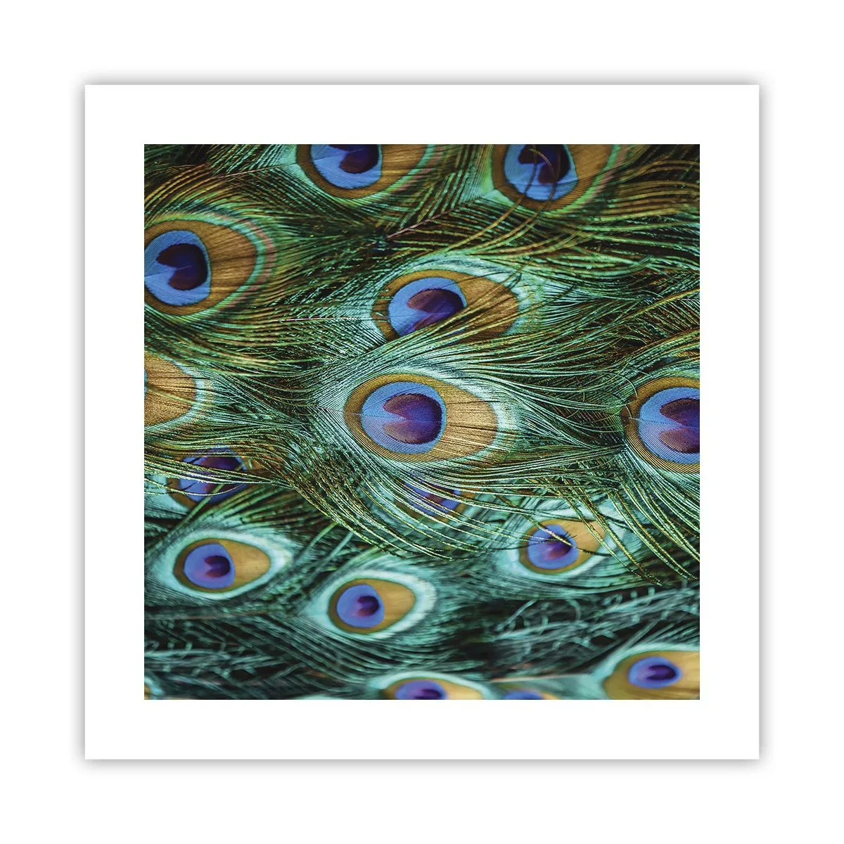 Poster - O privire cu ochi de păun - 40x40 cm