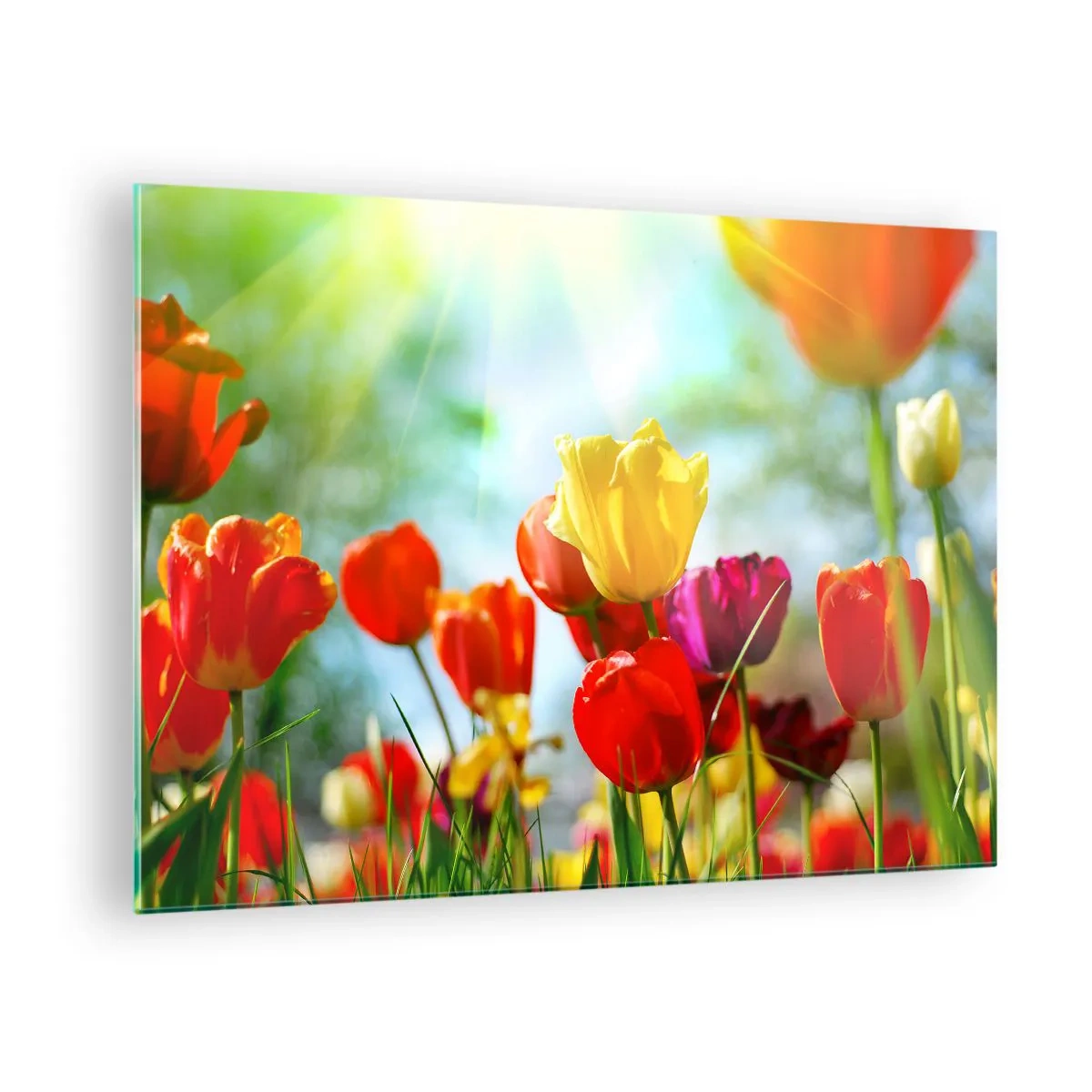 Tablou pe sticlă - Lalele colorate iluminate de razele soarelui - 70x50cm - Toate culorile soarelui - Decorațiune modernă pentru perete pentru living și dormitor ARTTOR